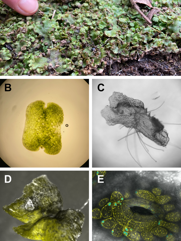 Marchantia polymorpha on different scales.