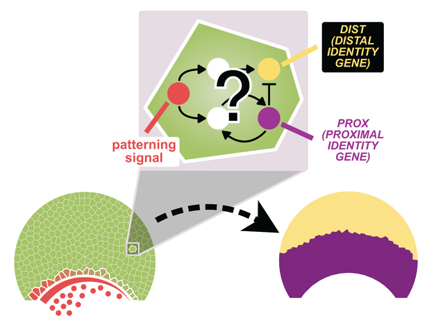 A two dimensional, cell-based model representing the petal epidermis: Gene regulation dynamics, governed by a gene regulatory network are simulated within each epidermal cell to drive the patterned expression of a proximal identity gene (PROX) that is expressed in the proximal region and a distal identity gene (DIST) in the distal region. The gene regulatory network dynamics are then simulated on the petal tissue to produce a phenotype. This is a proxy for the actual, more complex selection pressures.