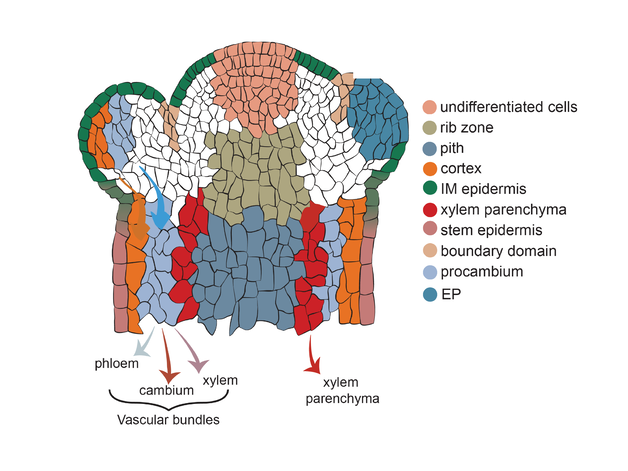 Graphic of infloresence meristem with cells coloured to represent their different trajectories to become vascular tissues (phloem, cambium and xylem) and other tissues such as petals/sepals and cortex.