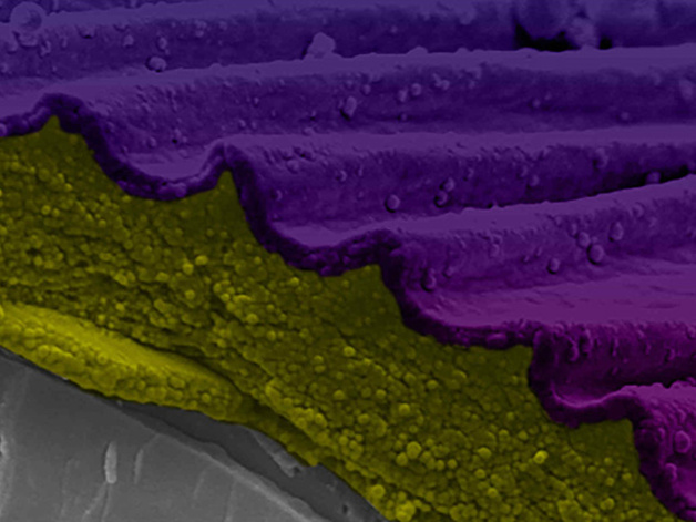 Cryo-scanning electron microscopy of Hibiscus trionum petal fracture with false colour processing showing the cuticle has two physically distinct layers. Credit: Raymond Wightman. False color processing by Gareth Evans.