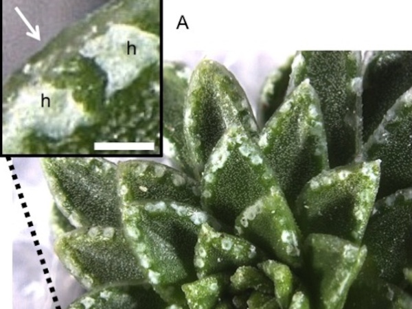 Leaves of Saxifraga scardica have patches of white crust that contains the rare mineral vaterite
