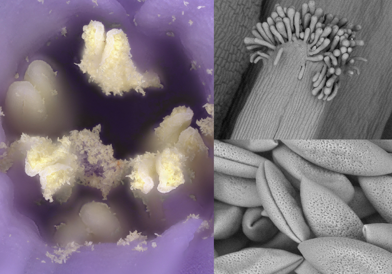 A British bluebell flower (Hyacinthoides non-scripta) imaged under a digital white light microscope reveals how the flower is structured with 3 sepals and 3 petals that create the bell-shape. Zooming in, a scanning electron microscope uncovers intricate structures invisible to the naked eye, from the delicate papillae that look like tentacles on the stigma and the pollen grains that are shaped like a Cornish pasty.