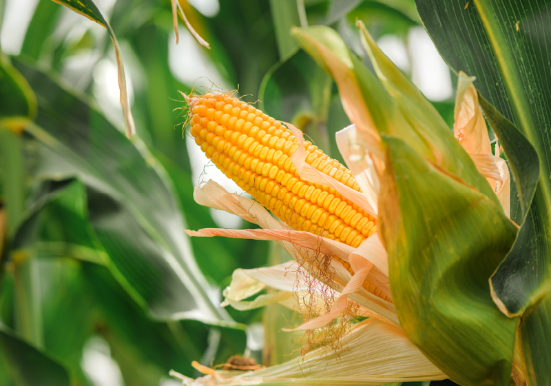 Close-up of a ripe yellow corn cob still attached to the plant, partially husked to reveal rows of kernels, surrounded by green leaves in a field.