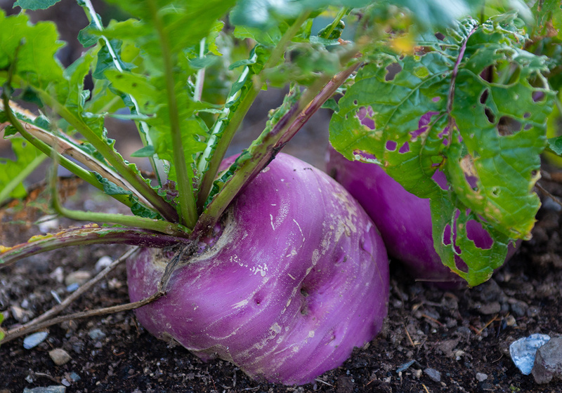 Purple turnip in garden bed