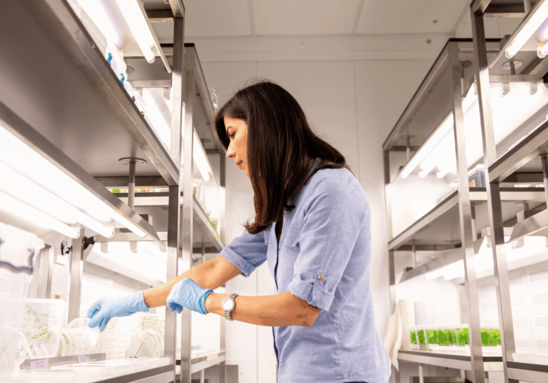 Scientist collecting plant tissue culture samples from growth room