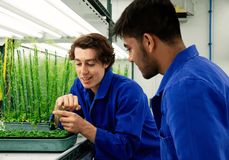 Two scientists wearing dark blue lab coats in a growth chamber looking at trays of Arabodopsis plants