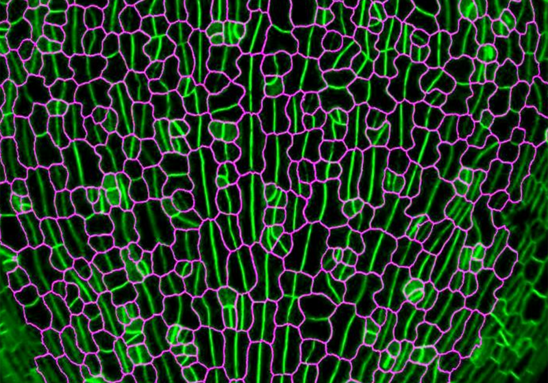 Close-up of stomatal division orientations on leaf under confocal image with Newly formed stomata are highlighted in magenta at 2 days after germination.