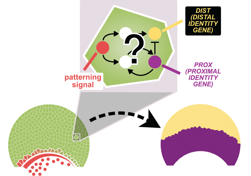 A two dimensional, cell-based model representing the petal epidermis: Gene regulation dynamics, governed by a gene regulatory network are simulated within each epidermal cell to drive the patterned expression of a proximal identity gene (PROX) that is expressed in the proximal region and a distal identity gene (DIST) in the distal region. The gene regulatory network dynamics are then simulated on the petal tissue to produce a phenotype. This is a proxy for the actual, more complex selection pressures.