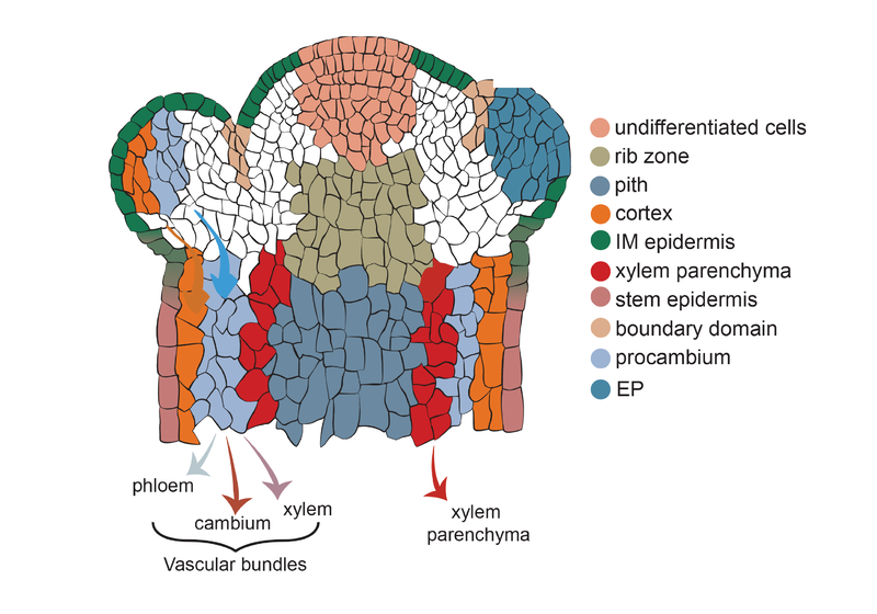 Graphic of infloresence meristem with cells coloured to represent their different trajectories to become vascular tissues (phloem, cambium and xylem) and other tissues such as petals/sepals and cortex.