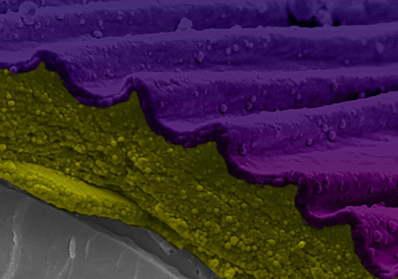 Cryo-scanning electron microscopy of Hibiscus trionum petal fracture with false colour processing showing the cuticle has two physically distinct layers. Credit: Raymond Wightman. False color processing by Gareth Evans.
