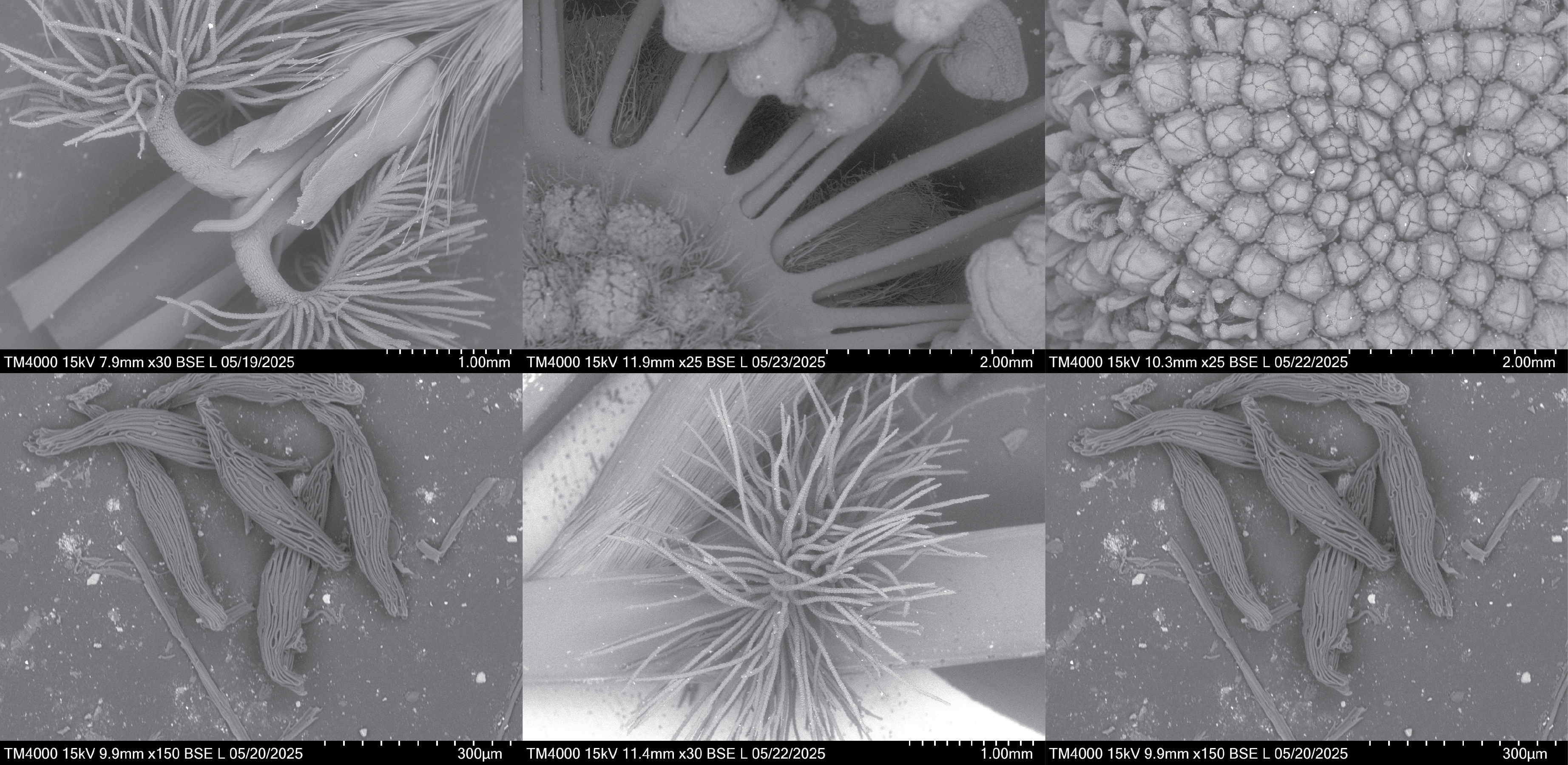 Images of flower samples from RHS Chelsea Flower Show nurseries imaged under acanning electron microscope