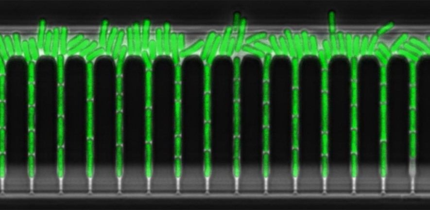 A time-lapse movie of a WT cyanobacteria strain in a Green Mother Machine.  Image by Sasha Eremina.