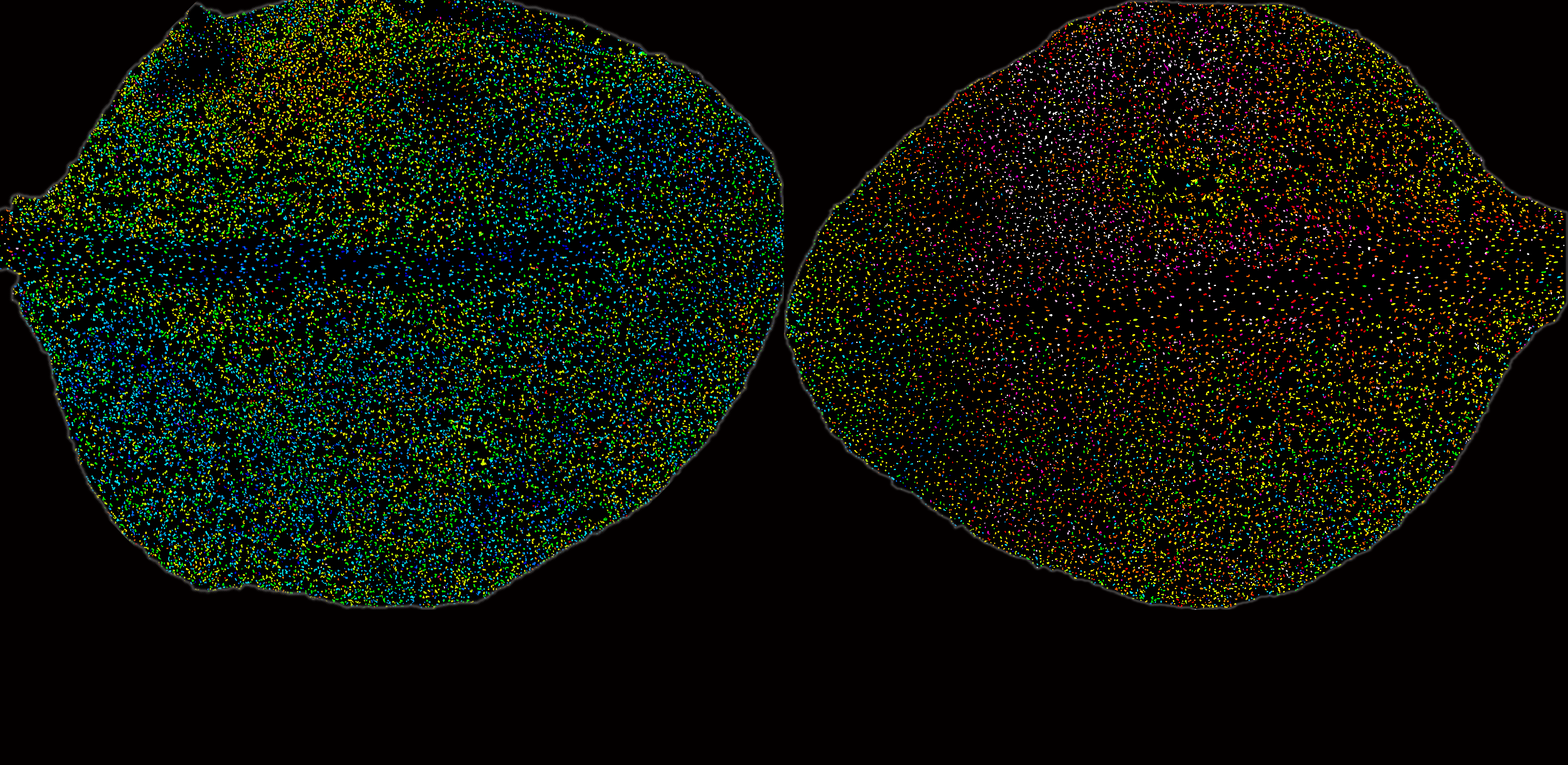 Arabidopsis thaliana leaf under mock (left) versus infection (right) 20 hours after infection: The right leaf shows salcylic acid (SA) accumulation spreading from the site of pathogen invasion. Images by Bijun Tang.