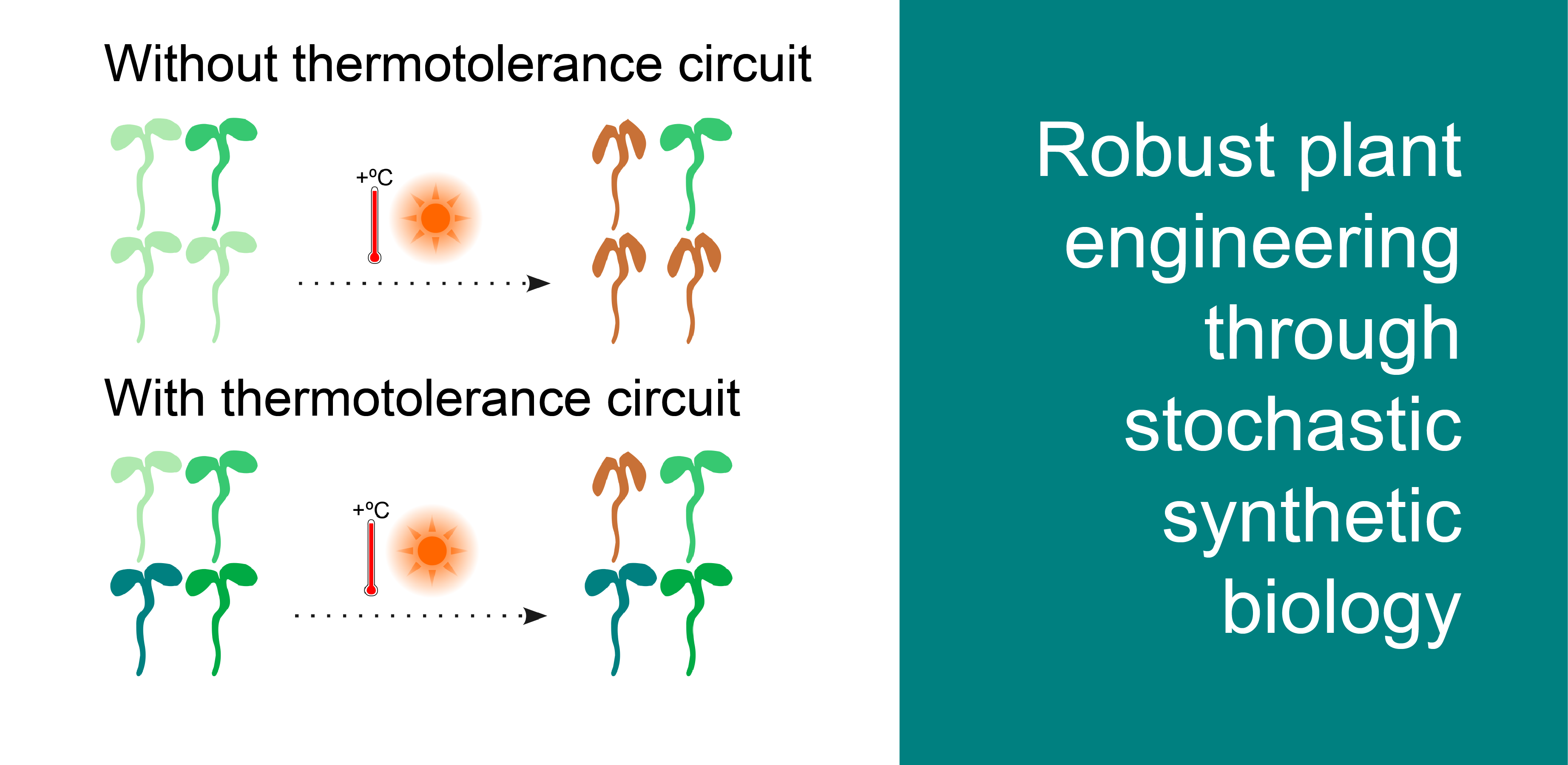 Through appropriate tuning, plants can be programmed to harness noise to execute advantageous functions, such as bet hedging (amplifying variability to increase probability of survival under variable conditions