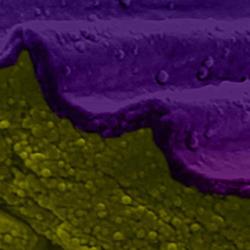 Cryo-scanning electron microscopy of Hibiscus trionum petal fracture with false colour processing showing the cuticle has two physically distinct layers. Credit: Raymond Wightman. False color processing by Gareth Evans.