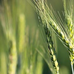 Close-up of barley in field