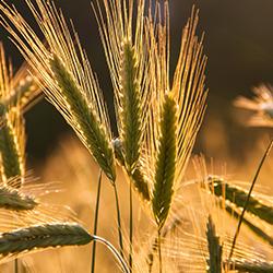 Barley growing in field