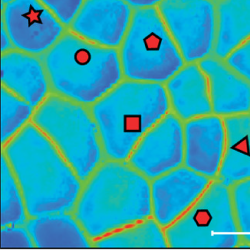 Atomic force microscopy time course on the imaged cells. Plots of the stiffness and contact point maps for the dividing cells at different HAD (24 HAD and 48 HAD) for M. polymorpha. (Scale bar, 20 m.) 