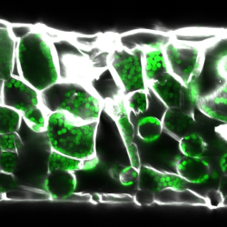 Cross section of an Arabidopsis thaliana leaf showing the two layers of photosynthetic tissue – the palisade (more tightly packed cells in upper half) and spongy mesophyll (randomly spaced irregular shaped cells in lower half). Image by Emilio Aldorino.