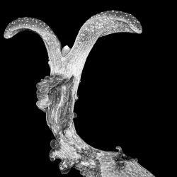 Confocal image of Arabiopsis seedling with cracks. Image by James Fitzsimons.