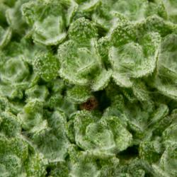 Dionysia tapetodes is an alpine plant with leaves covered in woolly farina. Image by Matthieu Bourdon .