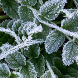 Frost on green leaves