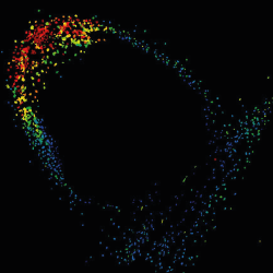 GPS2 biosensor microscopy imaging shows GA accumulates early in the nodule development and persist in the nodule apex.