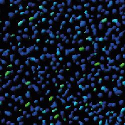 Biosensor imaging of a seedling, measuring how the concentrations of the plant hormone gibberellin change as the plant grows. Credit: Annalisa Rizza.