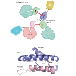 Engineering the orthogonalized and more reversible GPS2 biosensor to reduce GPS1 interference with and by endogenous signaling via re-engineering the GID1–DELLA interaction interface