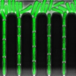Cyanobacterium Synechococcus elongatus in Green Mother Machine. A freeze-frame of a timelapse movie. Cells are entrained in the chip. Image by Sasha Eremina.