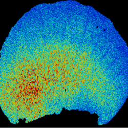 Dr Lucie Riglet has developed a quantitative imaging pipeline and deciphered the mechanisms specifying the distinct bullseye regions in developing petals of Hibiscus trionum combining imaging, genetics, computational modelling and bumblebee behaviour.