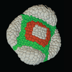 Images and graphics of early flower development patterns in different flowers, including the model flower Arabidopsis, which will be studied in the RESYDE project. Image on right of model of 4D virtual flower in early development.