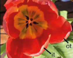 Evolutionary conservation of the ABC model and its variants. Images of four flower examples - grass, tulips, columbine and orchid.