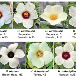 11 species of Hibiscus flowers showing variation in bullseye size.