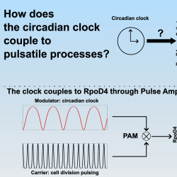 Graphical abstract illustrating how the cyanobacterial circadian clock couples to pulsatile processes. The clock couples to RpoD4 through Pulse Amplitude Modulation (PAM).