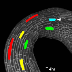 Light induced apical hook opening