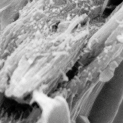 Liriodendron tulipifera wood ultrastructure as seen under a cryo-SEM