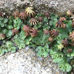 Marchantia polymorpha growing between pavement cracks. Image by Sebastian Schornack