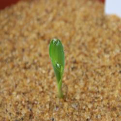 Dr Siobhan Braybrook blogs on celebrating plant science