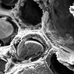 New research is inspiring the design of new biomaterials