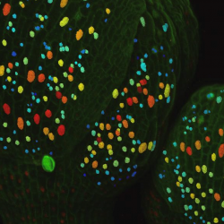 How to become a giant cell? Fluctuations in a key regulator guide cell size in flower organs. 