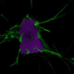 HFSP funding to investigate cellular growth and stresses in plants