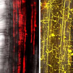 New legume research adds to the understanding of beneficial and detrimental plant-microbe interactions