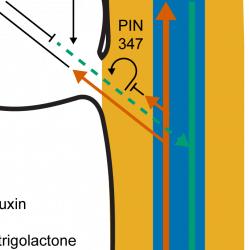 New insights into how bud-bud communication influences branching