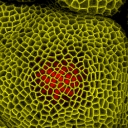 Fast-talking plants increase flower production within 24-hours of soil nutrient application