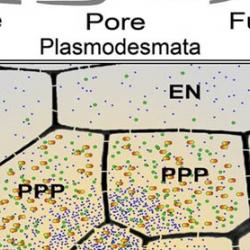 Plant science research team including SLCU’s Helariutta reveals a missing link in plant transport
