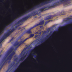 10 March Science Festival talk: The Janus-faced interaction of plants and microbes 