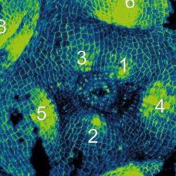 Plants and a seaweed species independently evolved a strikingly similar way of placing new organs 