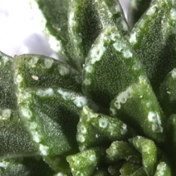 Rare mineral discovered in plants for first time