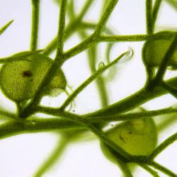 Utricularia vulgaris